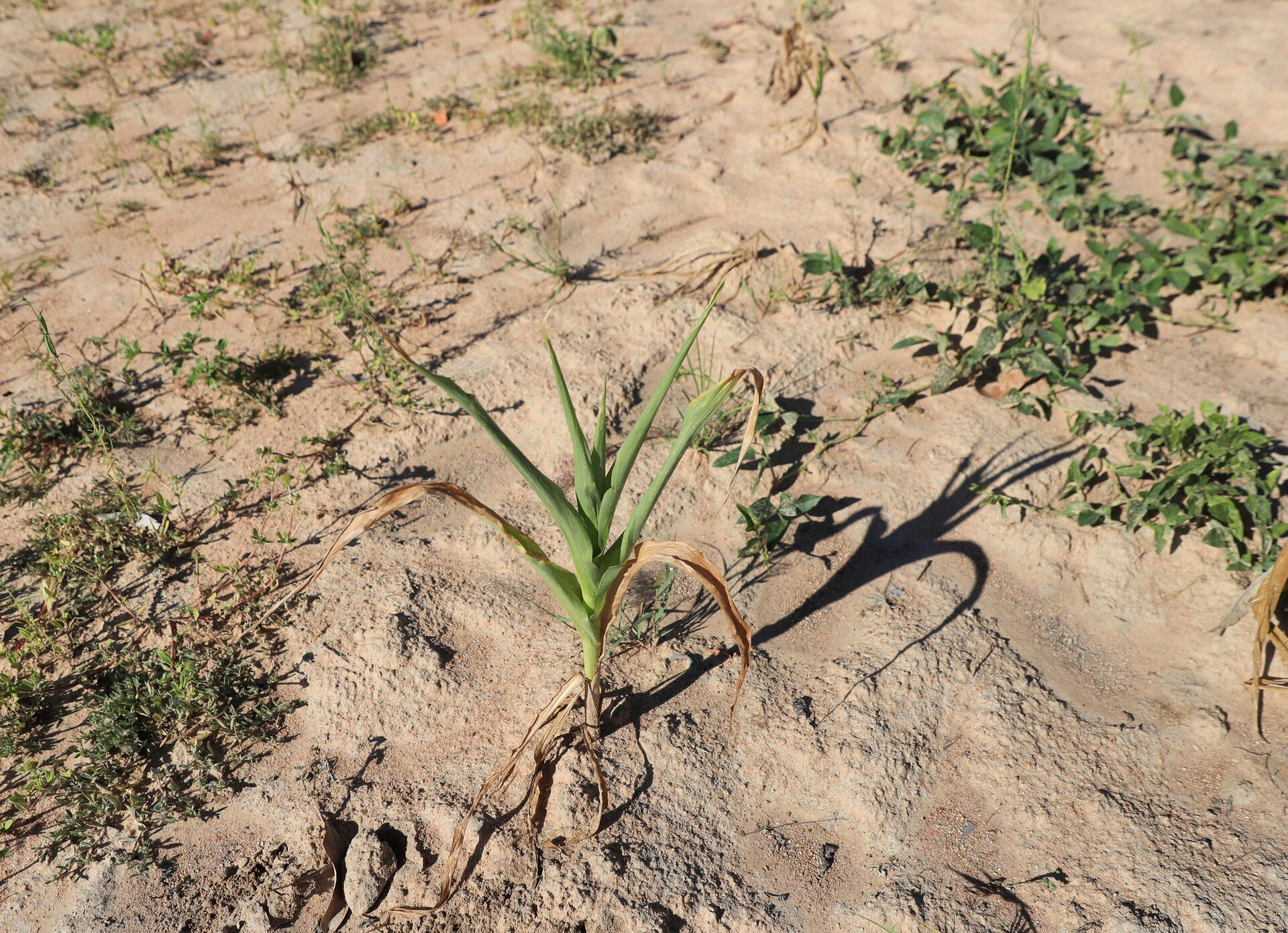 Climate shocks bring devastating drought to southern Africa's doorstep - Vimarsana News