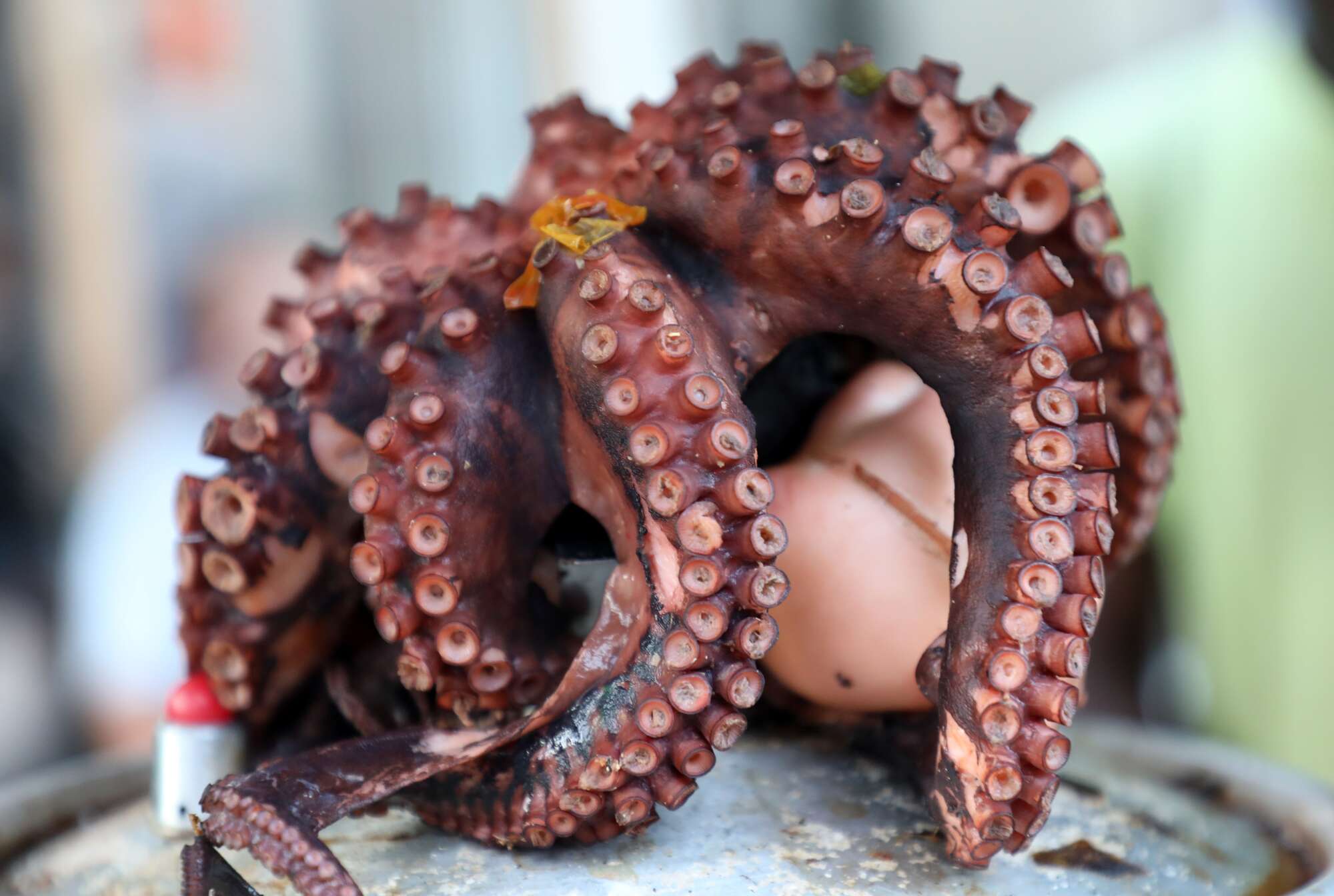 Tanzania turns to tech for octopus fishery management - Vimarsana News