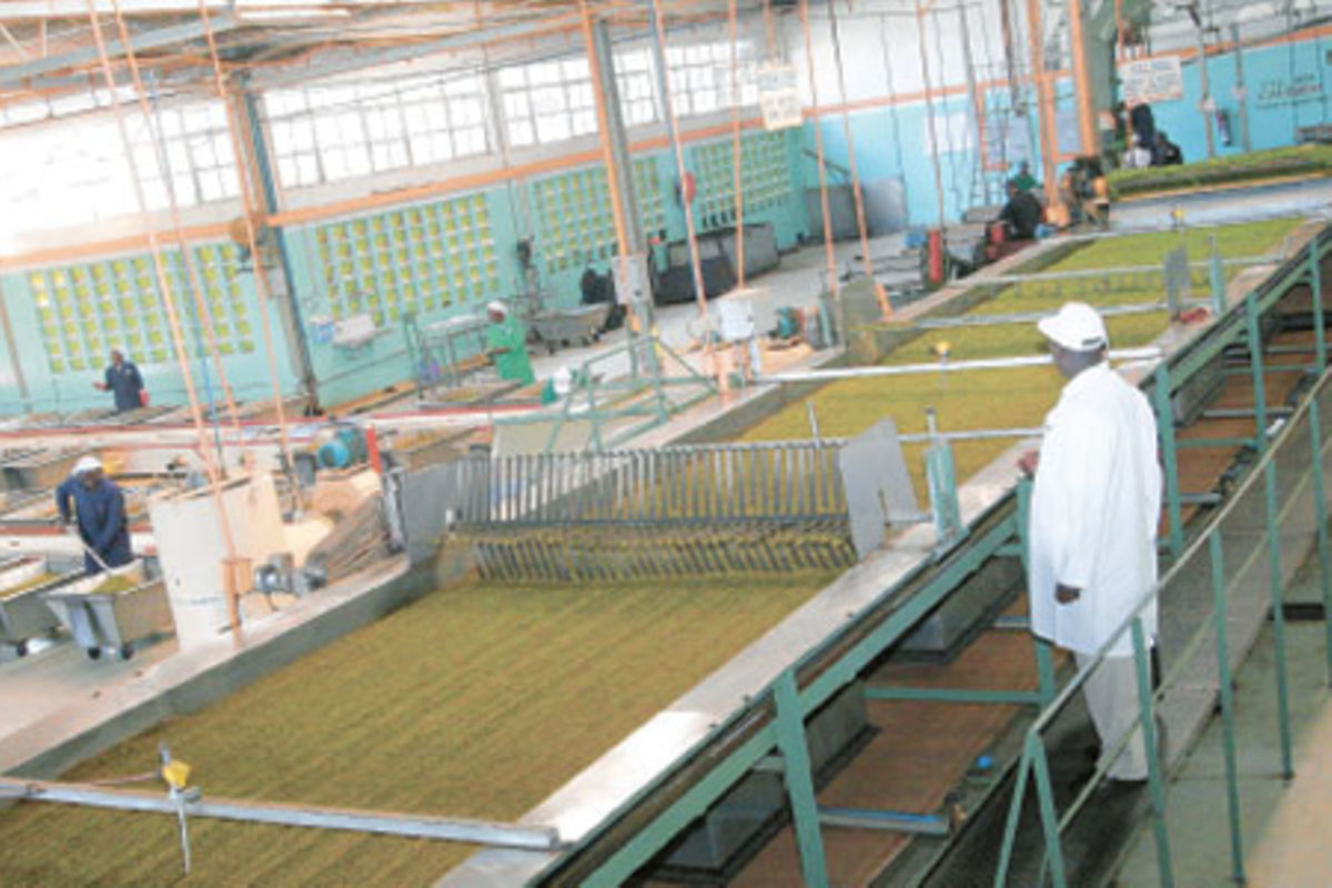 Githongo Tea Factory Project to power tea sector and cut costs - The EastAfrican