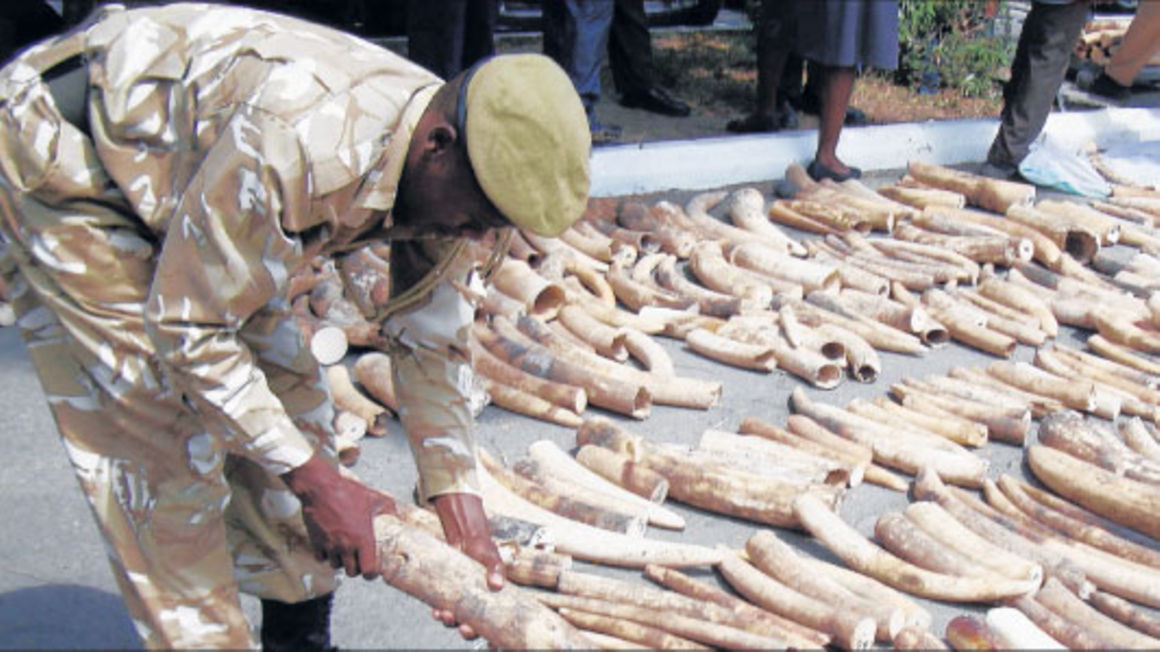 Ea Countries Lead In Illicit Ivory Trade The East African