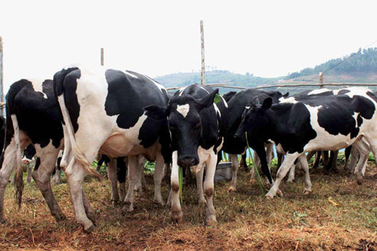 Livestock tagging to drive lending to Rwandan farmers - The EastAfrican