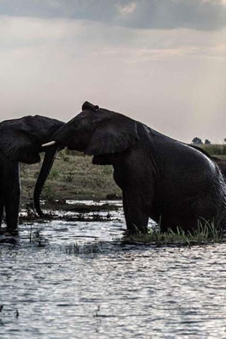 Botswana Closer To Lifting Ban On Elephant Hunting The East African