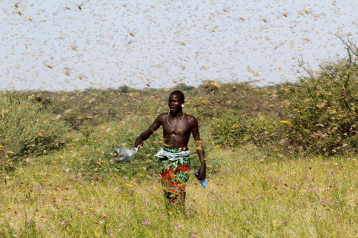 Season of the unstoppable desert locust - The EastAfrican