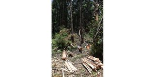 Felled trees.