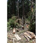 Felled trees.