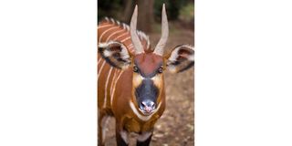 Antelope.