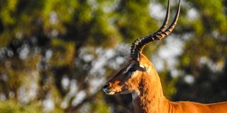 Impala.
