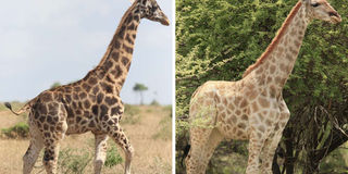 Giraffe.