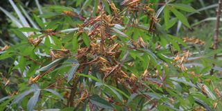 Locust.
