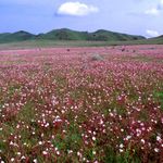 Flower field.