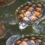 Turtles in water. PHOTO | AFP