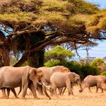 Elephants.