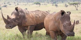 Rhinos.