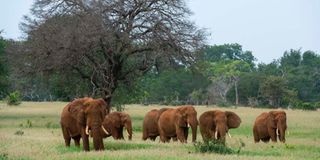Elephants.