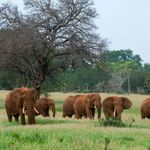 Elephants.