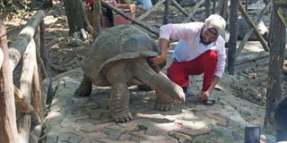 Tortoise