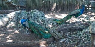 Peacock