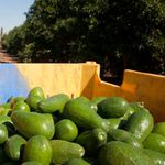 The avocado varieties grown in Tanzania