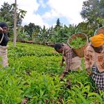 Workers pick tea on a farm.
