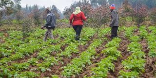 Farmers