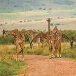 Giraffes 