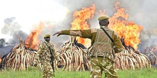 Kenya Wildlife Service rangers