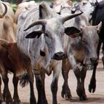 Botswana has set up an official inquiry into livestock theft on its border with Zimbabwe.