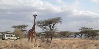 Reticulated giraffe
