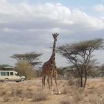 Reticulated giraffe