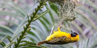 weaverbird