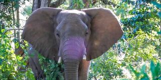 An elephant on Mt Elgon.