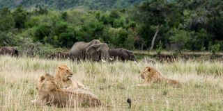 Lions and elephants at the Masai Mara Game Reserve.