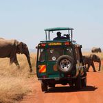 Elephants walk in front of a tour van at the Masai Mara National Reserve on August 14, 2018.