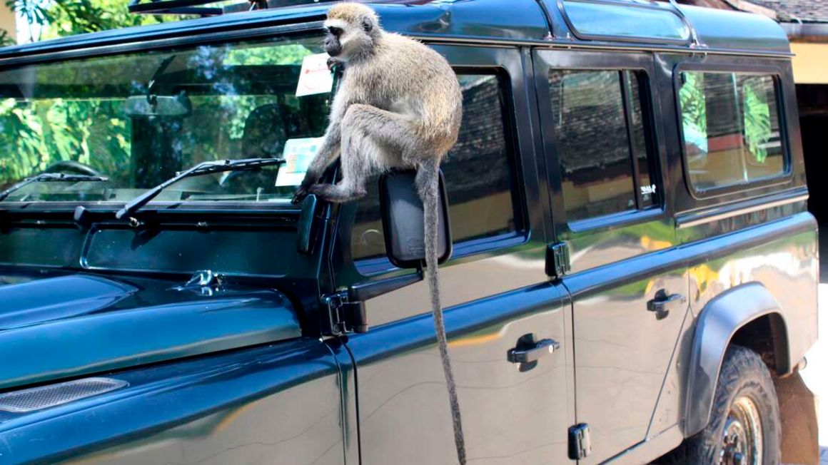 A monkey plays on top of a parked vehicle at Keekorok lodge Masai Mara on June 25, 2020.