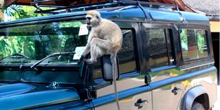A monkey plays on top of a parked vehicle at Keekorok lodge Masai Mara on June 25, 2020.