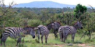 Zebras graze in the Masai Mara National Reserve. 