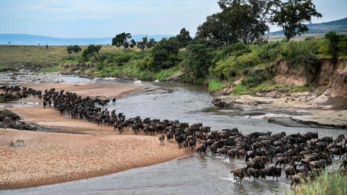Wildebeests run across a sandy riverbed of the Sand River as they arrive into Kenya's Maasai Mara National Reserve.