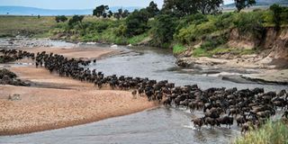 Wildebeests run across a sandy riverbed of the Sand River as they arrive into Kenya's Maasai Mara National Reserve.
