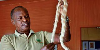 Kimani Muturi displays hair extension made from banana fibre.