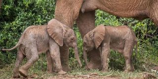 Elephant calves