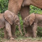 Elephant calves