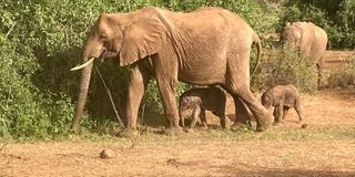 Elephants