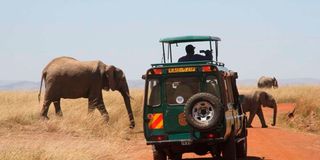 Elephants Mara