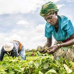 Women harvest French beans