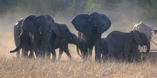Herds of the African elephant