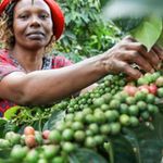 Coffee farmer