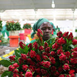 Flowers for export.