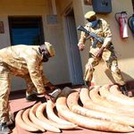 Seized elephant tusks.