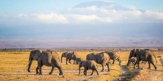 Elephants in Akagera
