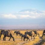 Elephants in Akagera